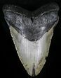 Megalodon Tooth - North Carolina #29233-1